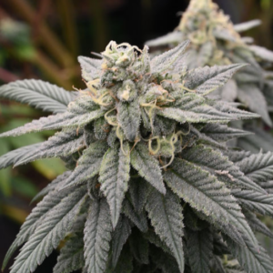 Sativa