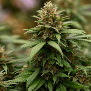 Indica