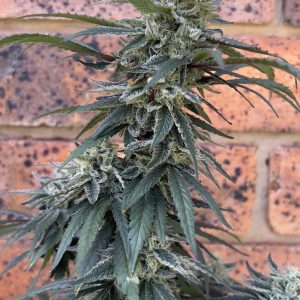 Orange Velvet Underground