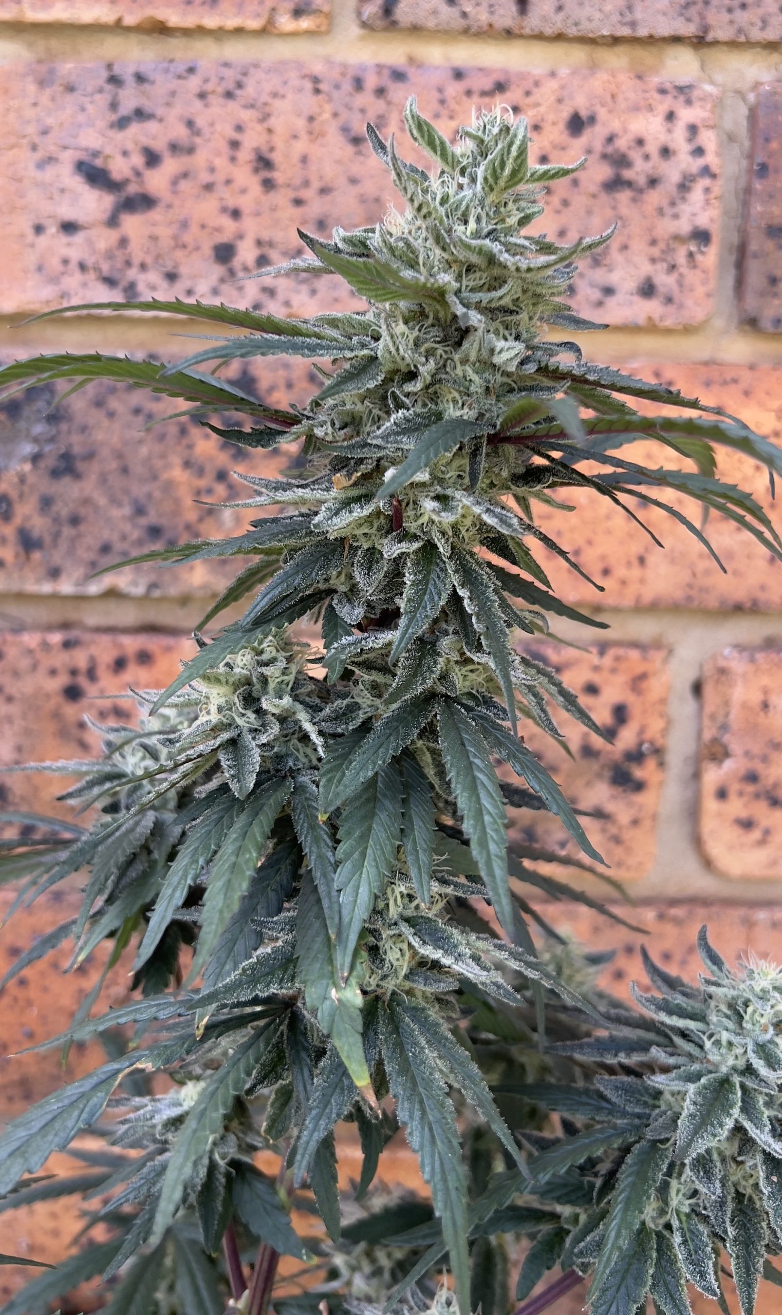 Orange Velvet Underground