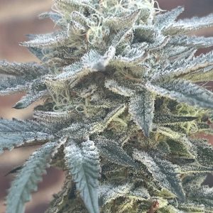 Frozen Tropical Cherry