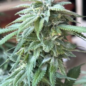 Blue Cheese